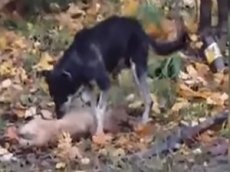 Пёс несколько часов пытался оживить свою мёртвую подругу