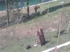 Как медведица "спасала" медвежонка