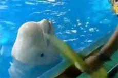 Говорящий кит