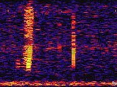 В Тихом океане зафиксирован звук неизвестного происхождения