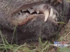 В Америке сотрудник Службы отлова бездомных животных убил … чупакабру!