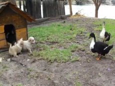 Щенок победил наглых уток