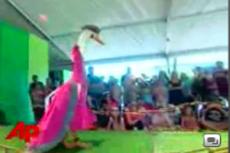 Утки и гуси на подиуме