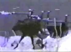 Разъяренный лось напал на сотрудника зоопарка