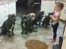 Видео с девочкой, кормящей питбулей, вызвало шок в Сети