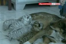 В Китае собака выкармливает тигрят