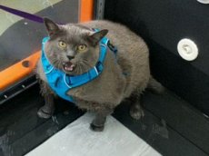 Толстая кошка на беговой дорожке стала интернет-звездой