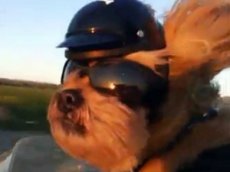 Пса приняли в международный мотоклуб