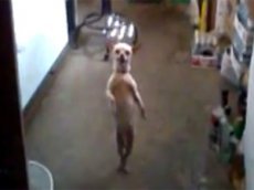 Песик танцует сальсу