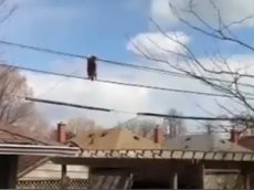 Енот-канатоходец стал звездой YouTube