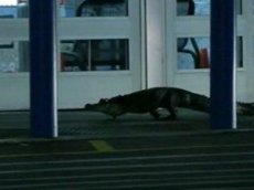 Двухметровый аллигатор напугал посетителей супермаркета