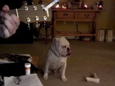 Глухой бульдог стал звездой интернета