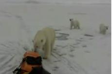 Путешественники столкнулись во льдах с белыми медведями