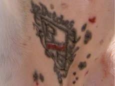 Американец сделал тату своей собаке