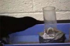 Ученые пришли к выводу, что вороны умнее обезьян