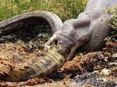 Змея задушила и съела крокодила в Австралии