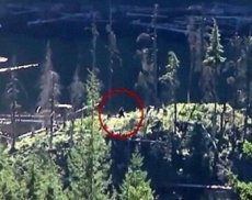 Туристы сняли на видео появление снежного человека