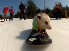 Опоссум на сноуборде