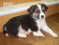 Во Владимире родился пятилапый щенок