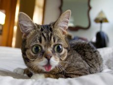 Кошка Little Bub стала новой звездой Facebook