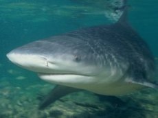 Дайвер заглянул в пасть тигровой акуле