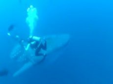 Дайверы спасли запутавшуюся в канатах акулу
