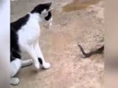 Кот подрался со змеёй, которую попыталась проглотить жаба