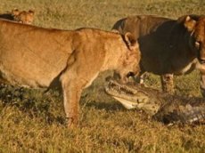 Крокодил сразился со львами из-за трупа слона