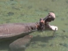 SPA для гиппопотама