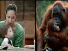 WWF показал, как похожи люди и звери