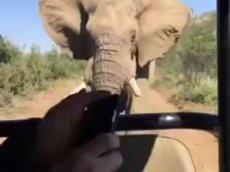 Шварценеггер снял на видео свое бегство от слона
