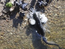 Сомы на охоте