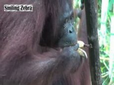 Очень жадная обезьяна