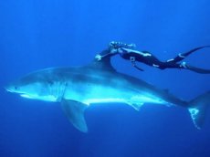 Девушка прокатилась на белой акуле