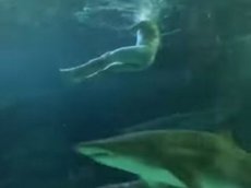 Экстремал голышом искупался в аквариуме с акулами