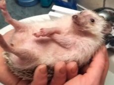 Купание ежа набрало 120 тысяч просмотров за неделю