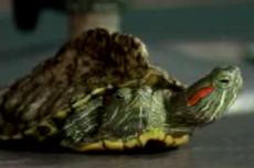 В Китае нашли двухголовую черепаху