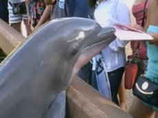 Дельфин попытался ограбить посетительницу парка развлечений