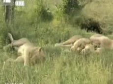 Поющие львы