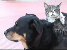 Собака, кошка и крыса — лучшие друзья