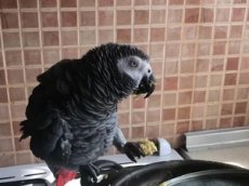Голодный попугай прославился в Сети
