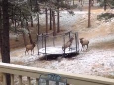 Олени на батуте