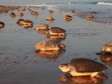 Тысячи морских черепах собрались у берегов Коста-Рики