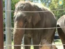 Слониха научилась играть на губной гармошке