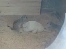 Сурикаты сделали массаж игрушечному зайцу