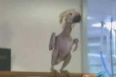 Лысый попугай стал талисманом защитников животных