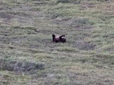 Туристы засняли на Аляске медведя, "навернувшегося с холма"