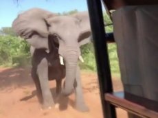 В Ботсване дикий слон напал на туристов