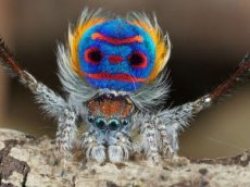 Обнаружены пауки-танцоры