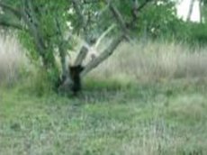 Дружба кота и совы стала настоящим хитом на YouTube